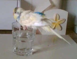 Budgee_Boy_Splashing.webp