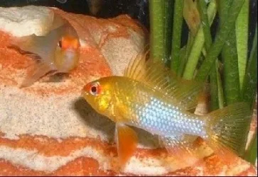 Ricky_and_Coral.webp