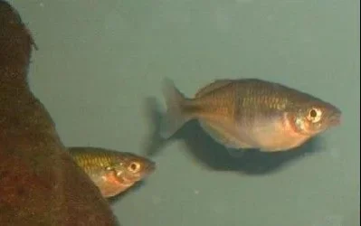 Bert_and_Mildred.webp