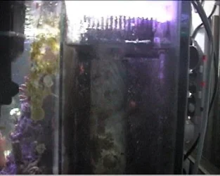 reef1_058.webp