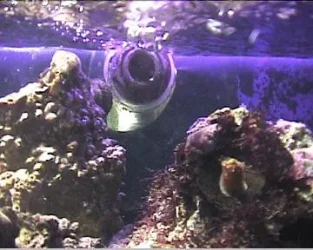 reef1_055.webp