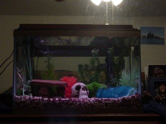 fishies_nov_26th_021.jpg