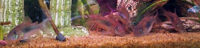 corys_sm.jpg