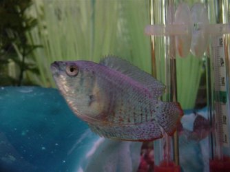 Fish__November_30th_004.jpg