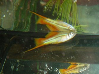 Fish__November_30th_028.jpg