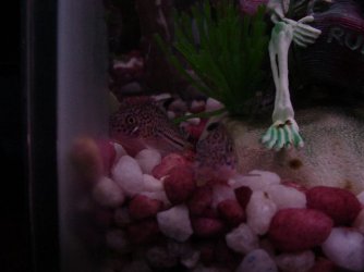 Fish__November_30th_039.jpg