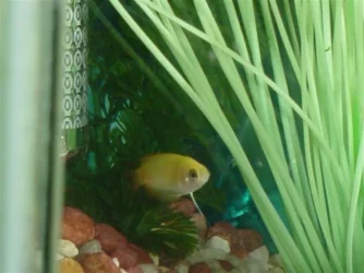 Honey_Gouramis__December_1st_002.webp