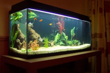 fish3.webp