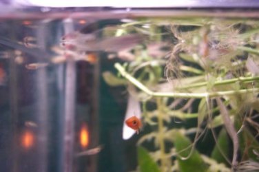 Fish.jpg
