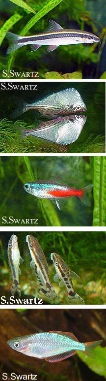 fishpicsnew.webp