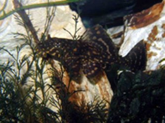 Plec.jpg
