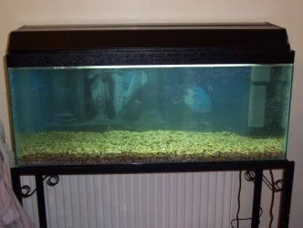 newtank.webp