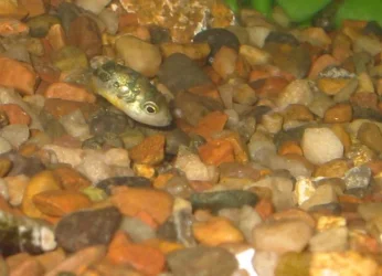 snailzoom.webp