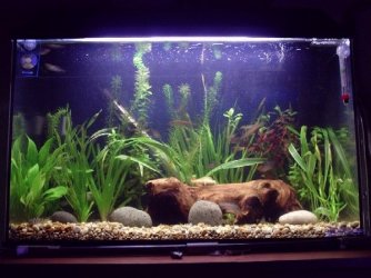 15gal2a.JPG