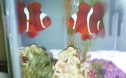 Maroon_Clown.webp