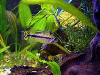 youngapisto.jpg