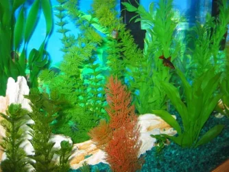 My_Aquarium_2003_2_084.webp