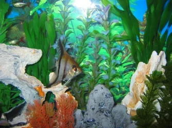 My_Aquarium_2003_2_087.webp