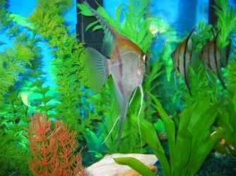 My_Aquarium_2003_2_090.webp