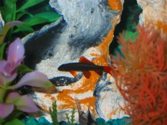 My_Aquarium_2003_2_110.webp