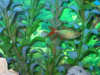 My_Aquarium_2003_2_113.webp