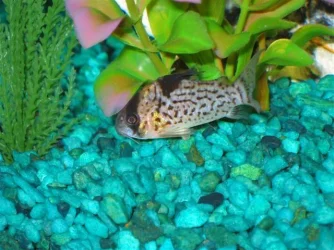 My_Aquarium_2003_2_118.webp
