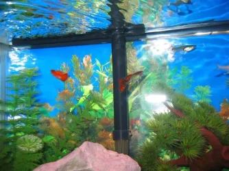 My_Aquarium_2003_2_139.webp