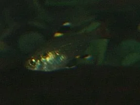 X_Ray_Tetra.webp