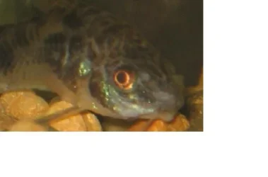 cory4.webp