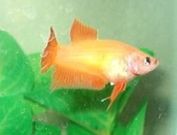 qbetta3.jpg