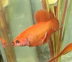 qbetta4.jpg