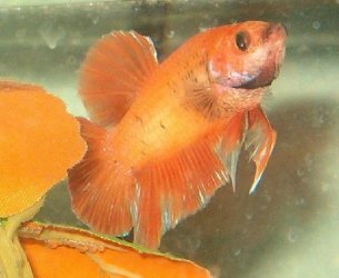 qbetta8.jpg