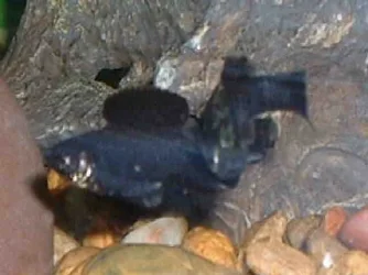 Ralphie2.webp