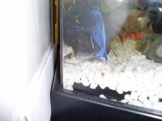Betta_and_cory.webp
