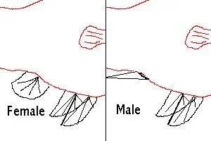 Platy_sexing.webp Platy_sexing.webp