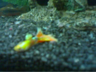 fish2.webp