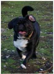 Frank_at_beach.webp