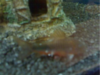 catfish_2.JPG
