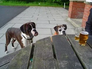 pub2.webp