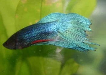 Betta_edited_1.webp
