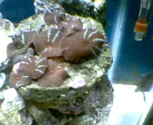 mushrooms1.webp mushrooms1.webp