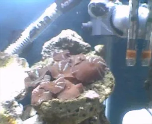 mushrooms2.webp mushrooms2.webp