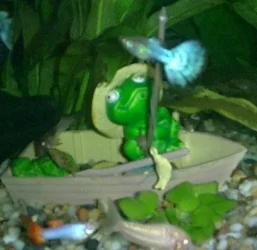 Bluetail_Guppy.webp