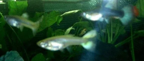 3_female_gups.webp
