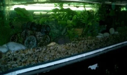 Fishtank_construction_complete.webp