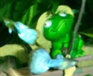 2_Bluetail_gups.webp