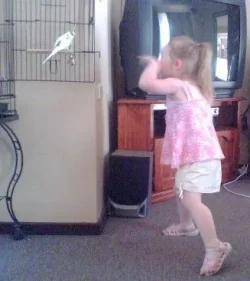 Caitlan___Budgie_Boy.webp