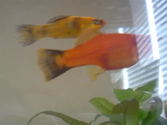 DSC00103__Medium_.webp