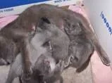 th_kittens016.webp