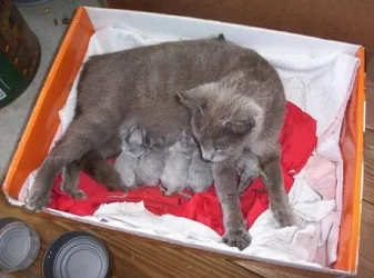 kittens001.webp